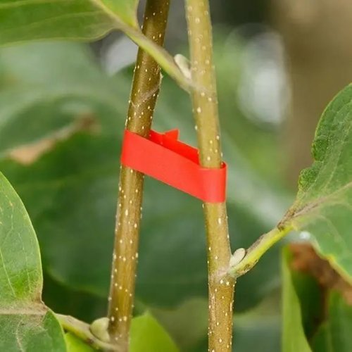 Стрічка для підв’язування рослин Graft strap 20×25 м — набір стрічок для садового степлера